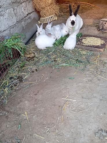 2 ayliq cuceler: Kaliforniya dovşan balaları. 30 günlük 8 manat — 3