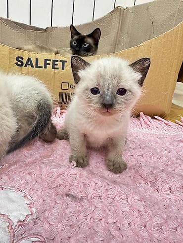 heyvan yemleri: Siam — 2