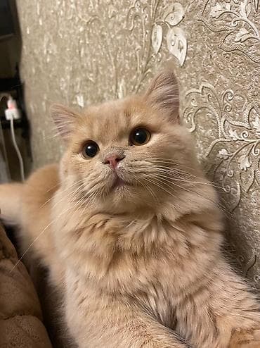 Erkək, Yaxşı əllərə, Ünvandan götürmə, Ödənişli çatdırılma lalafo.az -da Erkək, Yaxşı əllərə, Ünvandan götürmə, Ödənişli çatdırılma