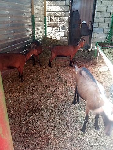 hələb kecileri: Əssəlamu Alekum gördüyünuz alpin keciləri satılır hansı südlü — 4