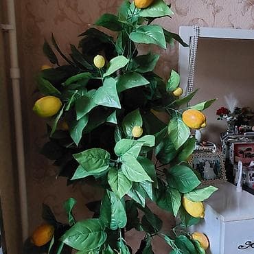 samovar alisi: Dekorativ limon agaci dibceksizde qala bilir. Baha alinib — 3