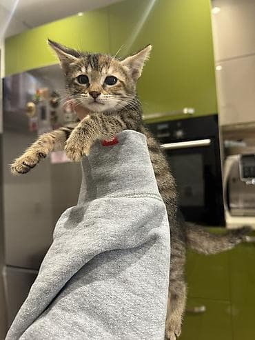 balaca xaski: Tabbi, Dişi, Yaxşı əllərə, Ünvandan götürmə, Pulsuz çatdırılma — 1