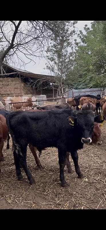 cins piwikler: 🐂 3–5 AYLIQ ERKƏK DANALAR SATILIR! 📌 28 baş erkək dana mövcuddur. 📌 — 1