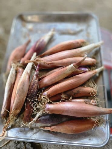 Alfa Romeo: Sekilde gorduyunuz saglam hovsan soganlari minimum 50 kq,100 kq — 4