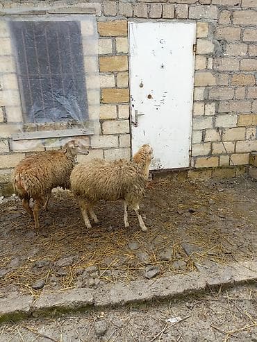 halep keçisi satilir: 1 erkək 2 dişi quzu satılır — 2