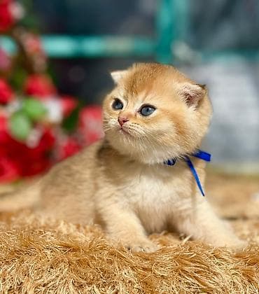 Pişiklər: Şotland — 1