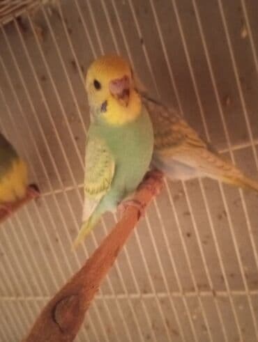 ayliq 10 azn internet: Biri 9 manat Rengbereng papuqaylar — 3