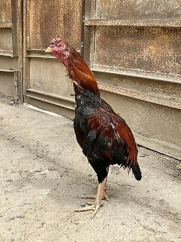 pudel balası: Salam aleykum cempion balasıdı isdiyən öz çəkisində boyunda heyvan — 1