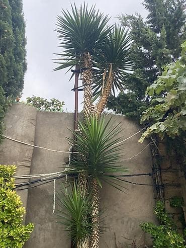 nerdivan satisi: Satilir — 2