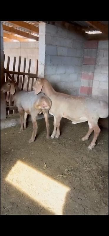 tutuquşu yemi: Satışa heyvandarlıq üçün qoç və damazlıq qoyunlar - Növ: yerli yağlı — 1