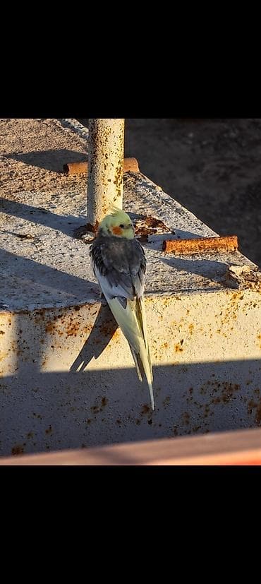 Nymph paraket (Cockatiel) – boz-ağ lələklər, sarı baş və narıncı yanaq