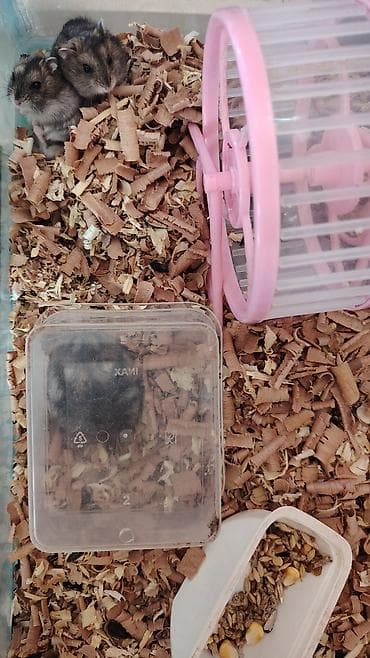 ucuz ev itləri: Cırtdan hamsterlər – aktiv və mehriban ev heyvanları Təqdim olunur: - — 1