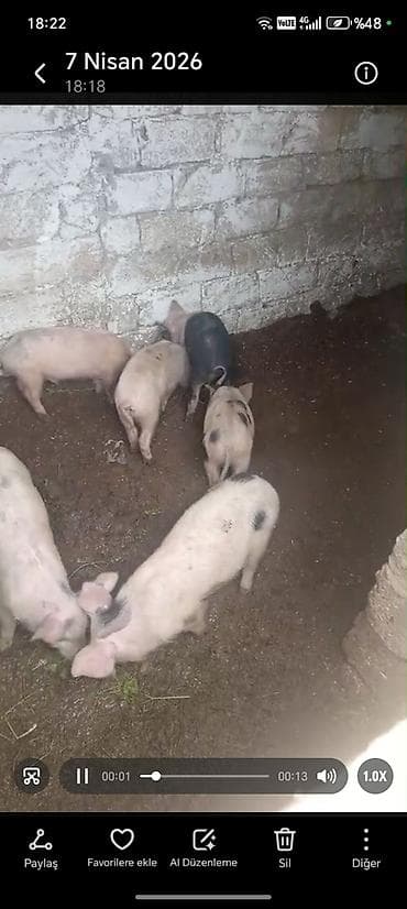 donuz: Məhsul: Donuz balaları (şahinli, ləkəli və açıq rənglərdə)biri 150m — 5