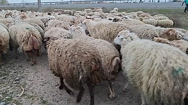 ev heyvanlarının satışı: Qoyun sürüsü – ət və yun istehsalı üçün damzdix satlir 700 baş tef — 6