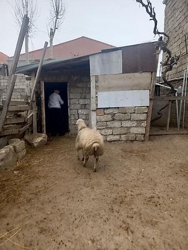Salam oz qapimin quzularidi sağlam kok super etderi var qiymetde