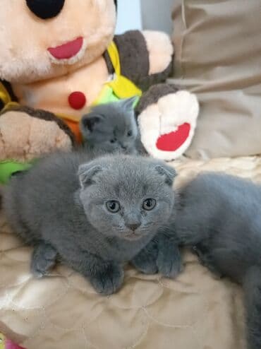 где можно купить котенка: Şotland yastı qulaq, Dişi, Yaxşı əllərə, Ünvandan götürmə, Ödənişli çatdırılma — 5