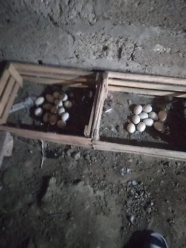 Musk ördəkləri və yumurtaları 1cutde lal ordek satilir cutu 50 azn -