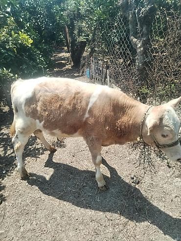 ev heyvanları satışı: Ermək şarol. Avustun 26-sı 4 ayı tamam olur. Qiymət 1500 son — 5