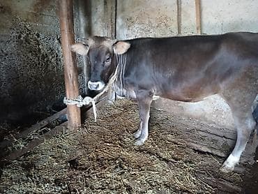 Ətlik kök dişi dana.Ünvan:Berde rayon