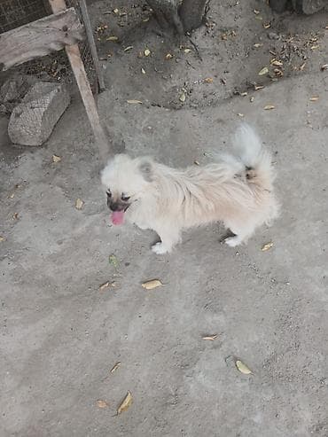 Pekines lalafo.az -da Pekines