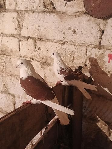 Птицы: Salam iran miz kekiller bir cüt satılır reyal alıcıya endirim olacaq — 4