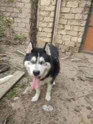 xaski gence: Xaski, 1 il, Dişi — 4