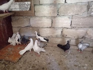 Heyvanlar: Balalardi ucmuyublar hele.unvan mawtagada yerlewir.isteyen elaqe — 1