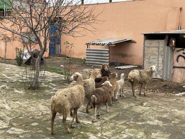 çin bıldırcını: Salam Heyvanlar hamısı sağlam ağır boğazdılar ana baladılar satılırlar — 2