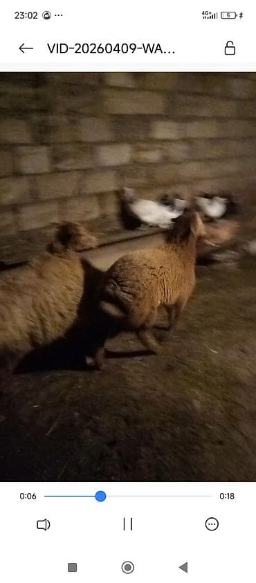 qoyun bazari: 2qoyun 2bala qoyun bir 3 qarin doğub balsin 15 kilo et var obri qoyun — 4