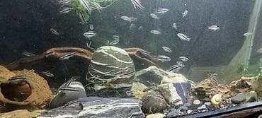 jako tutuquşu: Cixlid balığı, Sülhsevər — 4