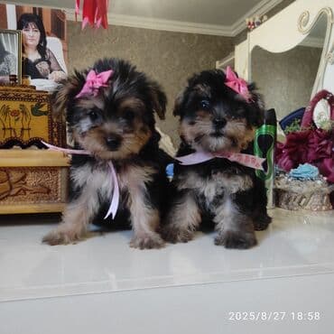 itler bala: Yorkşir teryer — 17