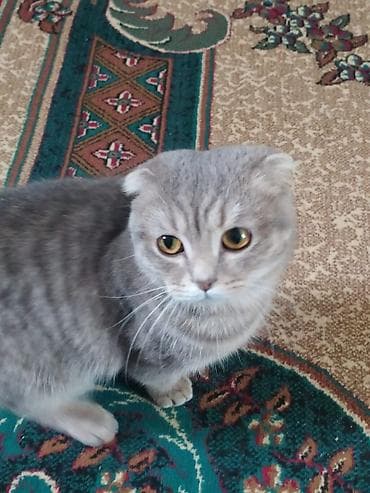 şotlan pişiyi: Şotland, Erkək — 1