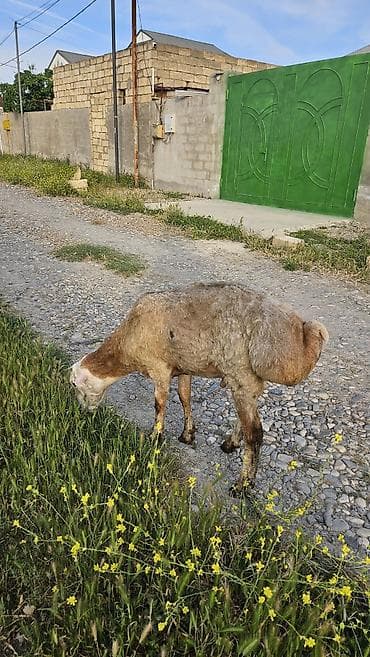 Qoyun – qurbanliq - Cins: beyleqan - Cinsiyyət: Erkək - Rəng