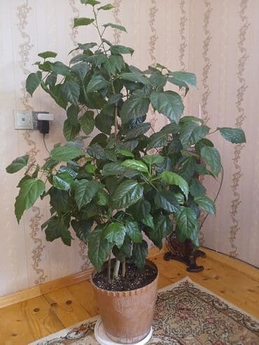 badam qiyməti: QİYMƏT:1️⃣0️⃣0️⃣AZN
Hibiscus rosa-sinensis
istəyən olsa endirim olacaq — 1