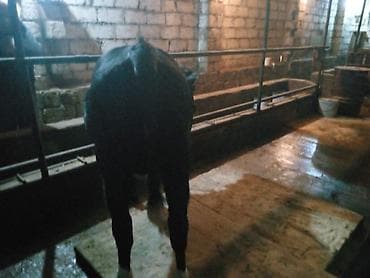 Eşşəklər: Satlıq mal-qara – qara-ağ rəngli bala danalar - Növ: südlük-ətlik — 5