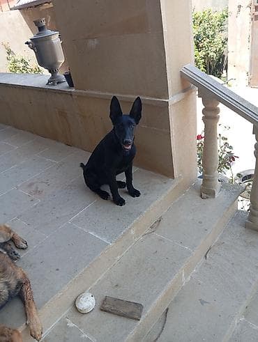 it balaca: Belçika çoban iti, 4 ay, Erkek — 4