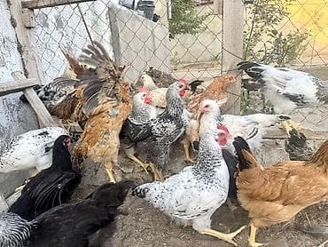 qusar heyvan satışı: 5 Ay Yarımlıq Kənd Çolpaları Satılır. Xoruzları 1.450-1.500 — 7
