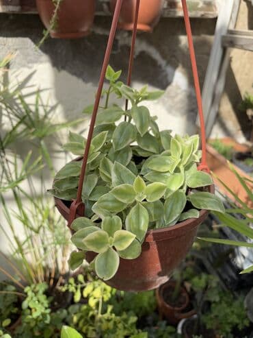 gül toxum satışı: , qiymət müxtəlifdir. Vatsapp mövcuddur!. Çatdırılma metrolara — 14