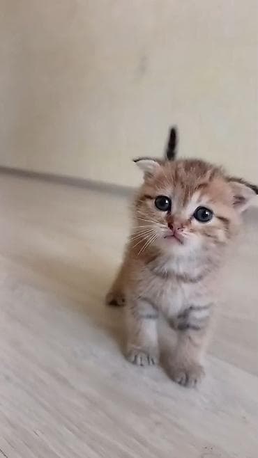 pişik pişik: Şotland yastı qulaq — 7