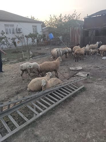 belçika ovçarkası: Diri çeki 10 manat kesilme 20 manat beylaqan sortudu her çekide var — 2