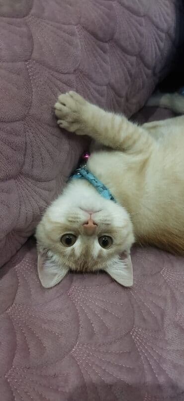 Heyvanlar üçün mallar: Şotland uzun tüklü, Erkək, Yaxşı əllərə, Pulsuz çatdırılma — 4