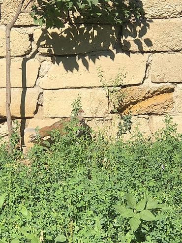 heyvanlarin satisi: Gümüşü Qırqovul 18 Aylıq Cüt Damazlıq Dişi Erkək Satılır — 3