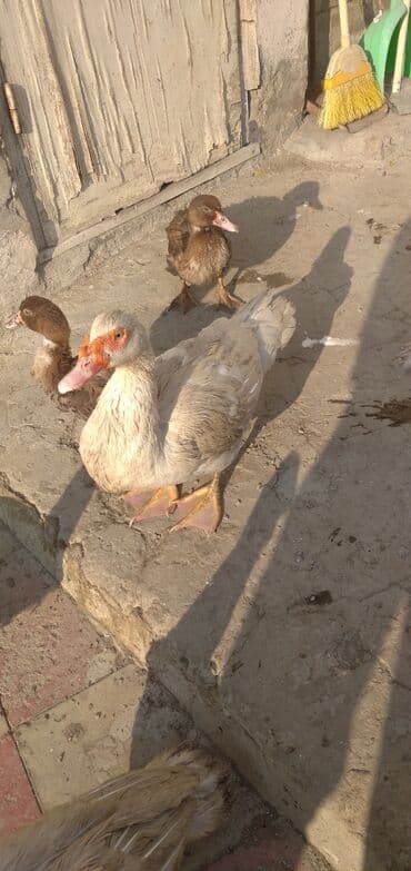 Erkək, | Lal ördək, Damazlıq, Ünvandan götürmə lalafo.az -da Erkək, | Lal ördək, Damazlıq, Ünvandan götürmə