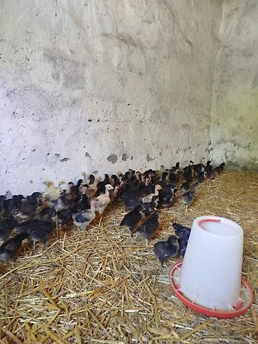 cuce: 25 günlük təmiz seçmə kənd cücələri satılır, tam sağlam və aktiv — 5