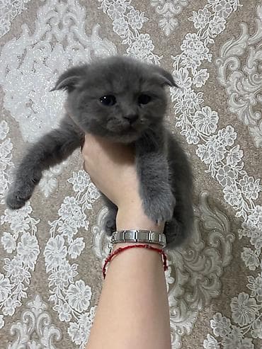 Шотладская вислоухая