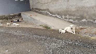 it cinsleri ve qiymetleri: Lənkəran şəhəri Trasdaki BRAVO market ilə Perla mebelin arası Köhnə — 4