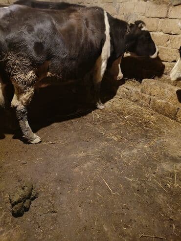 etibarlı əllərə itler: Zvanok damka arginali təmiz qan küçükleri satılır Balaca ölçülü həyət — 2