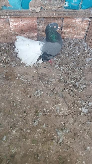 mehebbet quşu: Salam .bele goy agquyrug pavlin maya axtariram goy qowacep olsada — 1