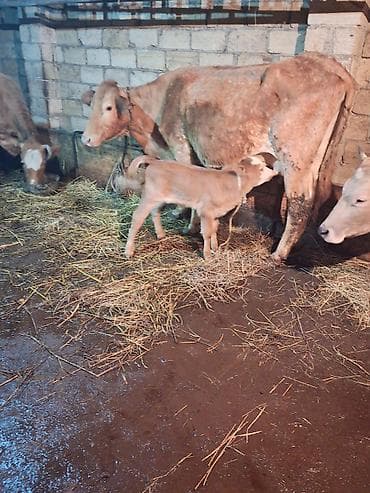 Akvariumlar: 4 ci qarın doğub 4 gündür şeves sortdur balası semetaldır süt keçen — 4