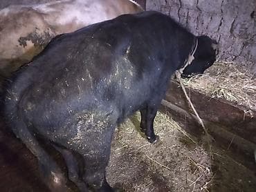 kənd toyuqlarının satışı: Salam real alıcılar narahat etsin boş boşuna yığıb narahat eləmiyin — 1